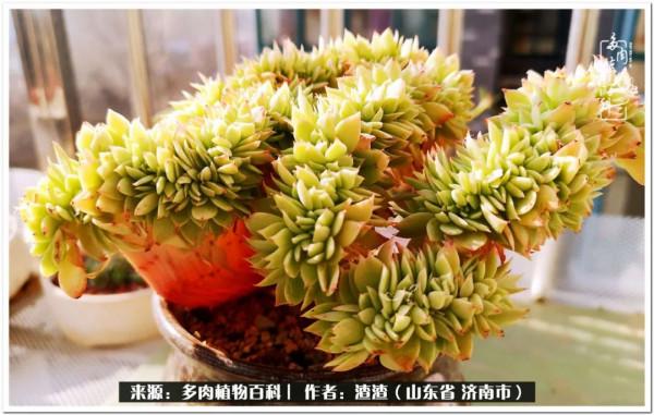 一個不稱職90後的闡述：何以解憂？唯有多肉