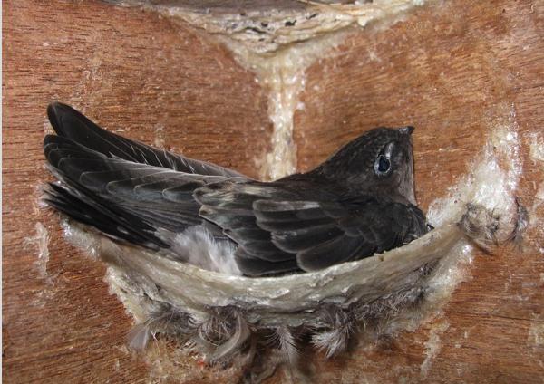 燕窩是怎麼形成的？看完燕窩加工全過程，你還敢吃嗎？