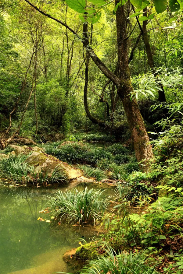 蜀河古鎮:遺落在人間至美的古鎮,是一個你無法錯過的地方 蜀河古鎮:遺落在人間至美的古鎮,是一個你無法錯過的地方