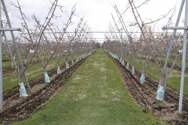 最流行最適宜機械化作業的蘋果樹形(七)Y形 最流行最適宜機械化作業的蘋果樹形(七)Y形