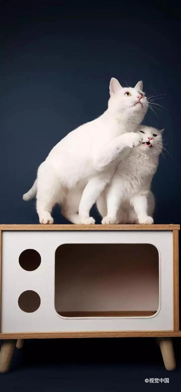 高畫質桌布丨超好看的寵物手機桌布，喜歡小動物的你不要錯過哦