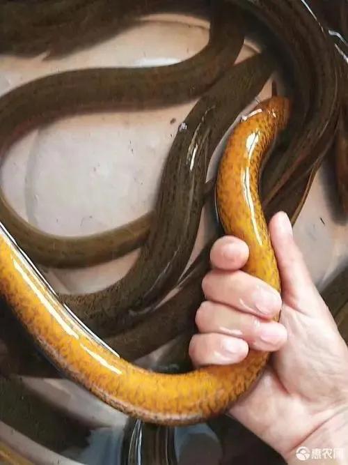 我與小貓的不解之淵 我與小貓的不解之淵