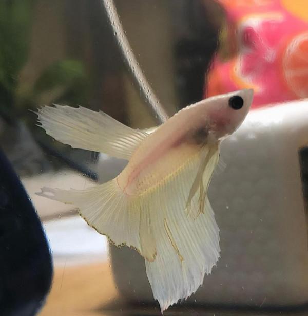 外國妹子救回一條顏色慘白的瀕死鬥魚，兩週後，奇蹟發生