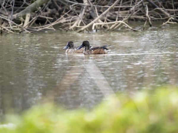 嘴巴最寬最長的野鴨—琵嘴鴨