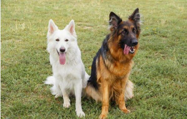 狗狗智商排名前8位，都是聰明的犬種，秒懂主人的意思