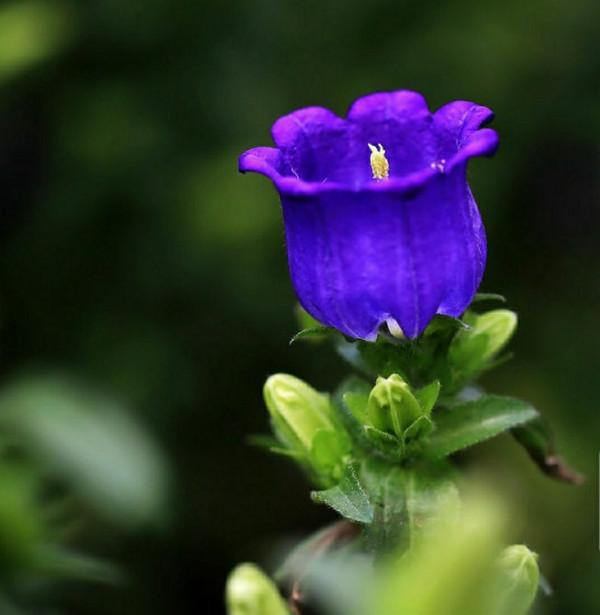 鈴兒響叮噹，迷你三胞胎：風鈴草，鈴蘭，鈴鐺花。你能分清嗎？