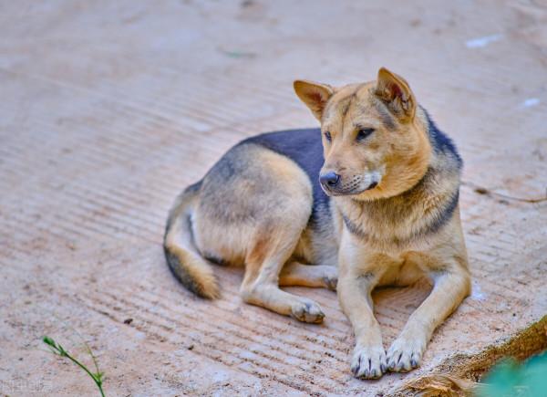 中華田園犬—如今為何這麼遭人嫌棄？