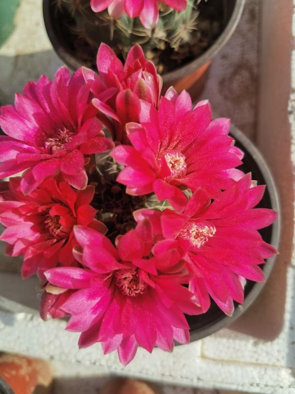 渾身帶刺的仙人掌花,沒想到還是個“花姑娘”,花朵顏值堪比荷花 渾身帶刺的仙人掌花,沒想到還是個“花姑娘”,花朵顏值堪比荷花