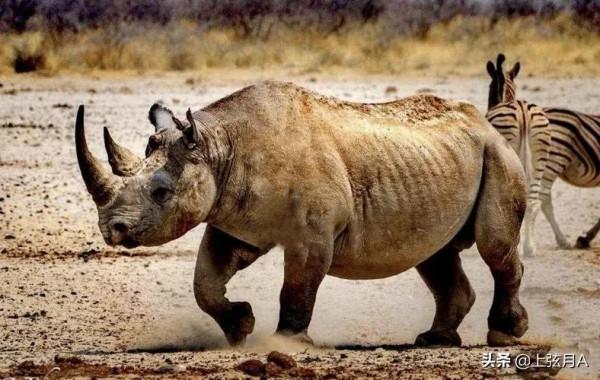 ";犀兕虎熊";中的兕是什麼猛獸?今天的兕在哪裡? ";犀兕虎熊";中的兕是什麼猛獸?今天的兕在哪裡?