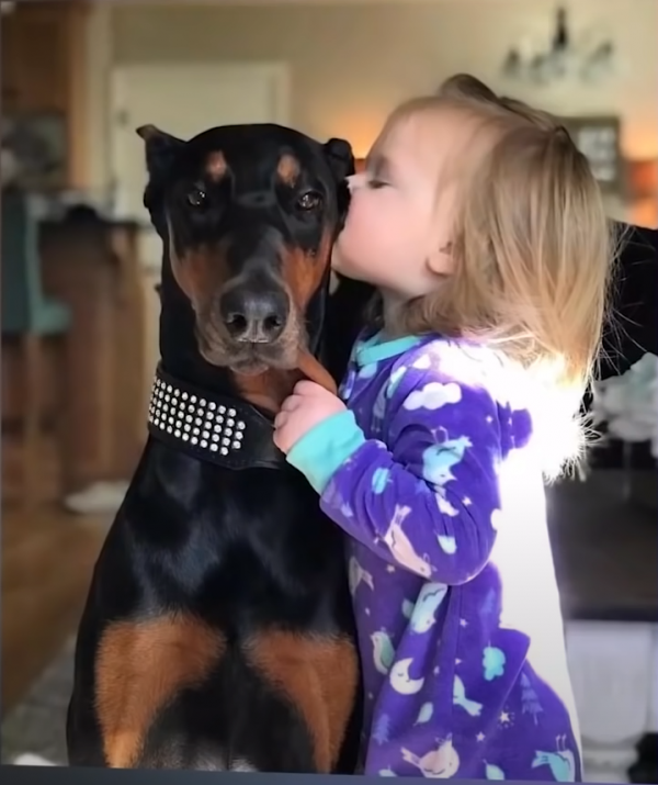 關於一隻杜賓犬救了一個小女孩的故事