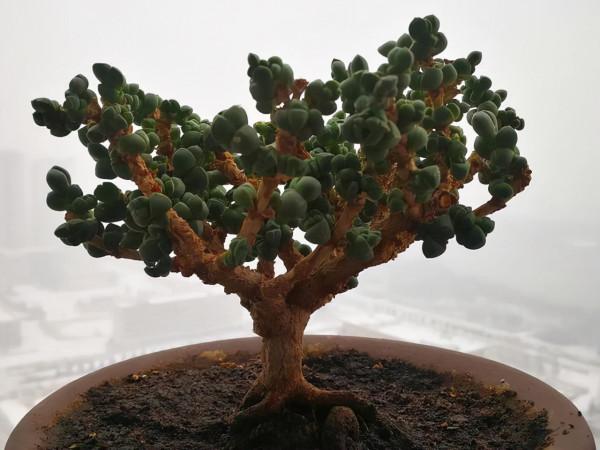 一顆火焰杯多肉八年時間的改變,曾經的小單頭變已成懸崖樁,震撼 一顆火焰杯多肉八年時間的改變,曾經的小單頭變已成懸崖樁,震撼