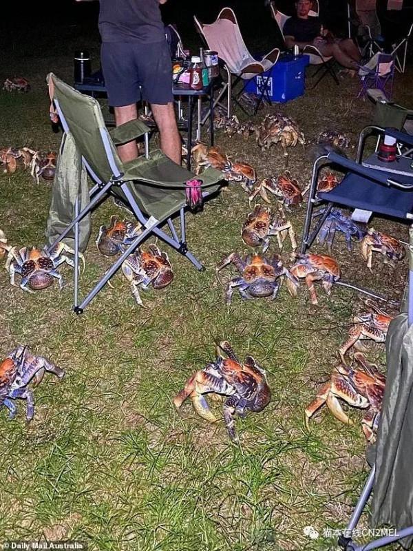 正在打高爾夫的澳洲大爺發現巨蟹正在順走自己的球杆