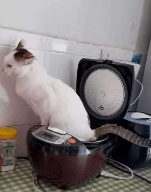 貓總尿床被帶去醫院做檢查,獸醫:這貓是弱智... 貓總尿床被帶去醫院做檢查,獸醫:這貓是弱智...