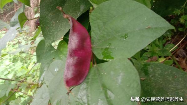 常吃紫扁豆有啥好處，青春靚麗，好多人不知道它的價值