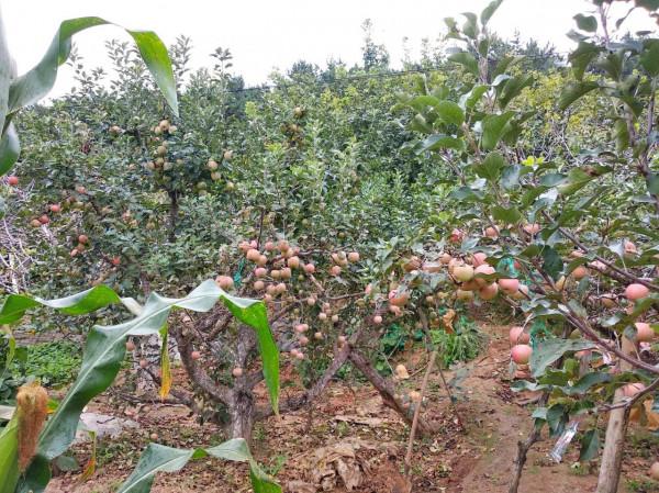 中秋小長假幫老丈人幹農活，丈母孃做了6個菜，兒子:農家飯太香了