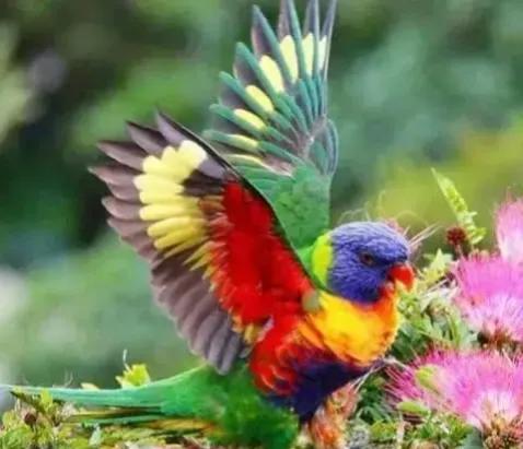 分享圖片——鳥戀花 兒