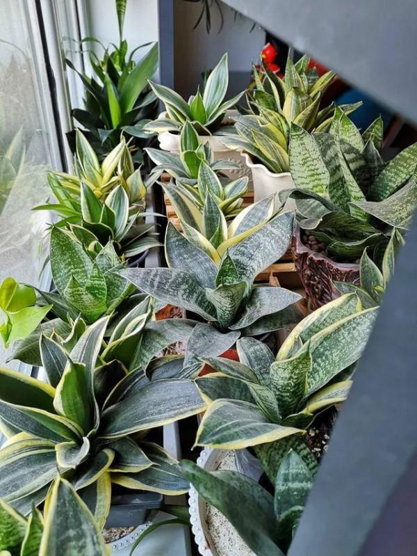 虎皮蘭有“3喜3怕”,做對了,葉片槓槓厚,爆滿小崽子,真好看 虎皮蘭有“3喜3怕”,做對了,葉片槓槓厚,爆滿小崽子,真好看