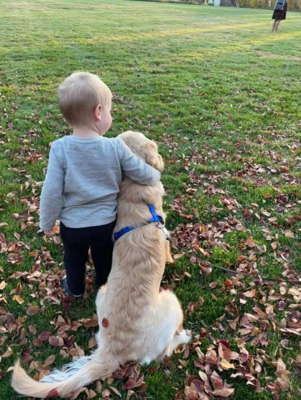 小金毛第一次看下雪特興奮，還特地把心愛的玩具叼出來一起玩雪