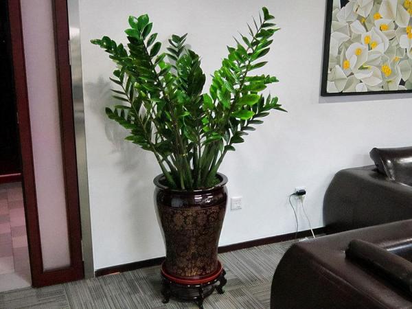 8種需要冬天“停水”的花,再澆水,可能會要了它們的命 8種需要冬天“停水”的花,再澆水,可能會要了它們的命