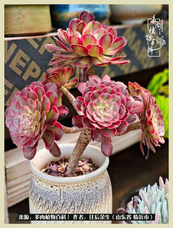 北方有多肉,絕世而獨立!一顧傾人城,再顧傾人國 北方有多肉,絕世而獨立!一顧傾人城,再顧傾人國