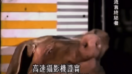 喜歡向天開槍慶祝,掉回地面的子彈會傷到人嗎?用實驗說明 喜歡向天開槍慶祝,掉回地面的子彈會傷到人嗎?用實驗說明