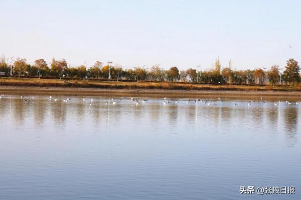 宅在家裡,雲看遷徙候鳥臨澤流沙河棲息 宅在家裡,雲看遷徙候鳥臨澤流沙河棲息