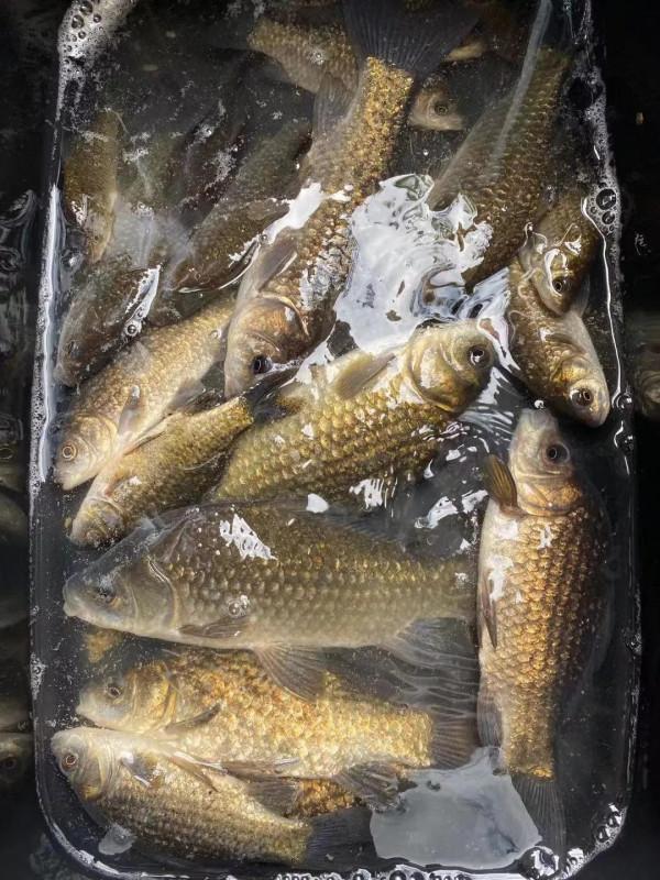 冬釣不偷懶，上魚才能多，揭穿釣魚大爺冬季釣魚多的秘密