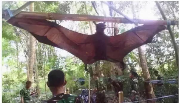 20張比你想象中要大的動物，比人還大的螃蟹