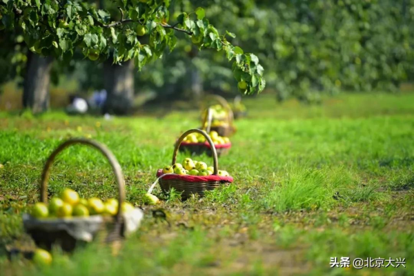 大興的“金字招牌”榮獲多個獎項！！