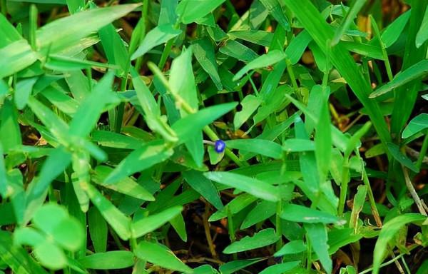 田邊這種“瓜子草”，以前農民見1株拔1株，如今知道能賣錢，稀罕