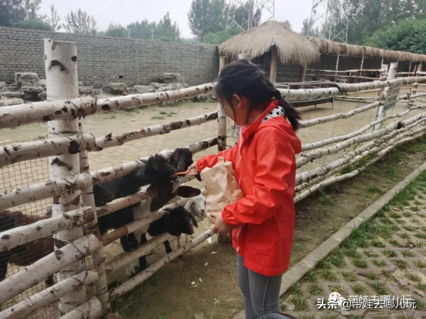 北京新開一家動物園,可以和老虎共進午餐 北京新開一家動物園,可以和老虎共進午餐