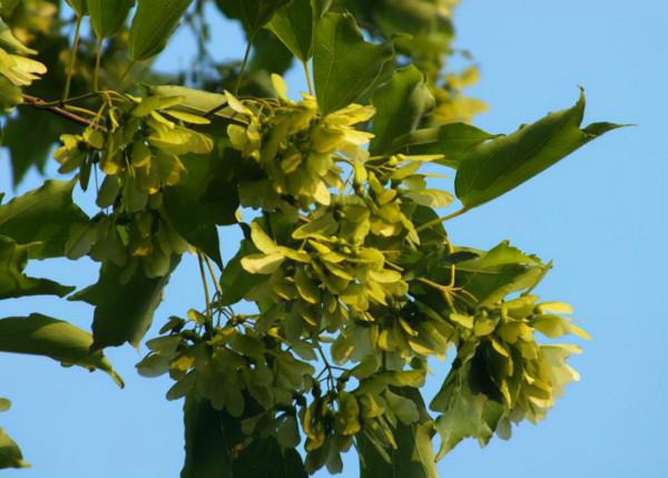 元寶楓樹養護的4大因素