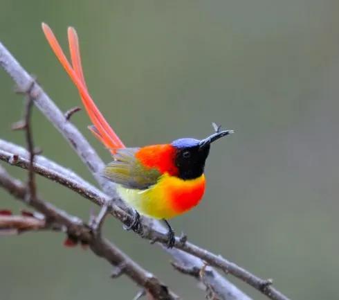 分享圖片,色彩斑斕,美麗無比的太陽鳥 分享圖片,色彩斑斕,美麗無比的太陽鳥