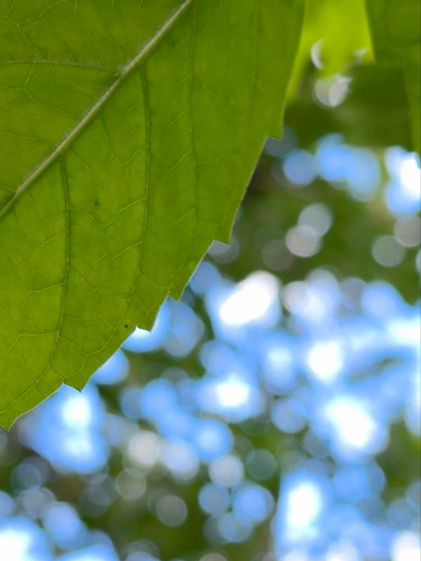 意不意外? 華為P50 Pro首測2: 網友要求再拍10組對比, 逼出它影像極限