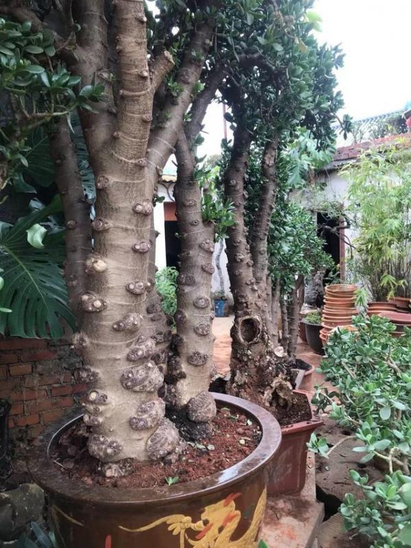 5種漂亮花，喜歡“窮養”，擠在破盆裡，能養30年