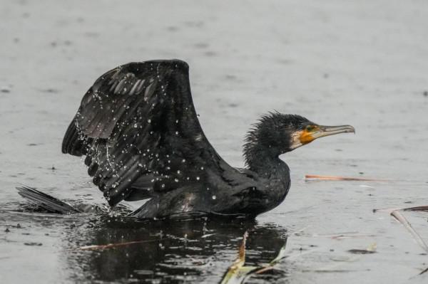暴雨中的小鳥們