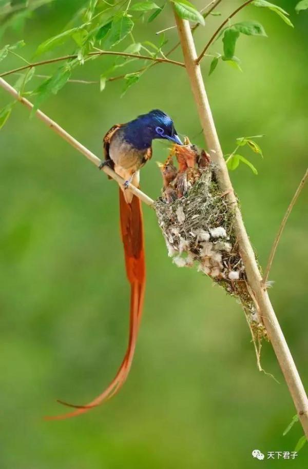 可愛漂亮的小鳥（圖片欣賞）