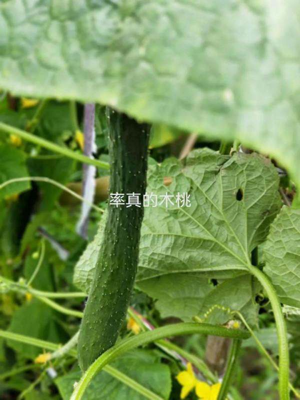 寧靜午後，江南村莊