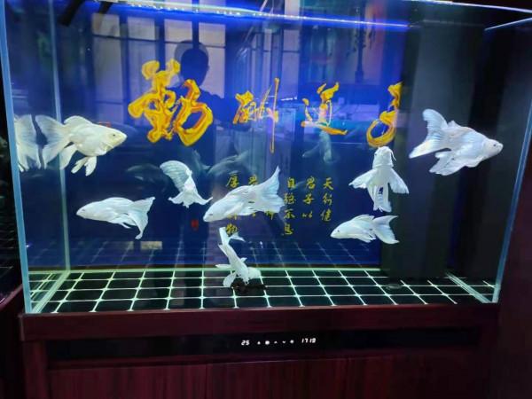 為什麼很多魚友反對困水養魚，都有什麼理由呢？