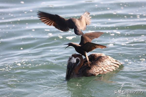 我拍的10種動物,你能認出一半就很厲害了 我拍的10種動物,你能認出一半就很厲害了