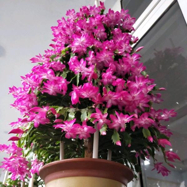 20種年宵花,高階又大氣,吉祥還旺財,現在買最便宜 20種年宵花,高階又大氣,吉祥還旺財,現在買最便宜