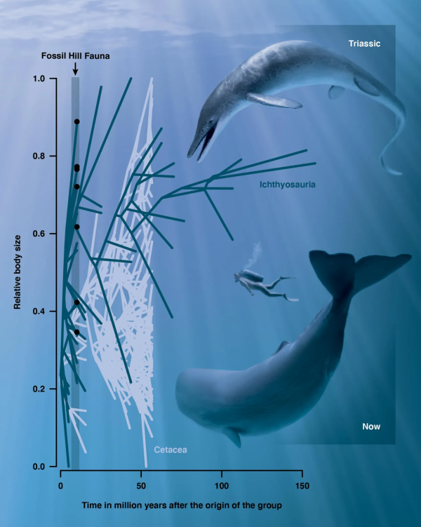 魚龍化石被證為新物種：體長17米 頭骨尺寸超2米