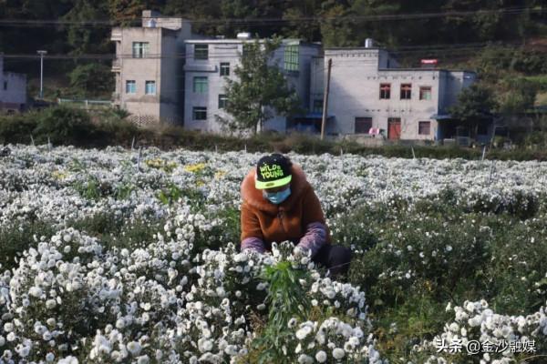 約嗎？這裡的菊花開了→