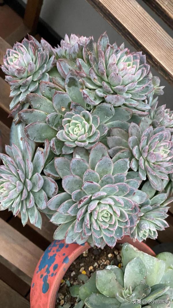 入冬的多肉 入冬的多肉