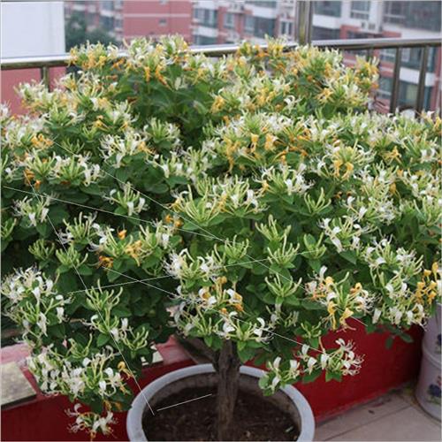 9種“健康花”，能吃能泡茶，客廳養一盆，清潔空氣，吉利大氣