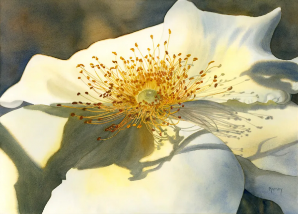 55歲拿起畫筆,成為最懂花的女人!筆下絢爛唯美的水彩花卉太美了 55歲拿起畫筆,成為最懂花的女人!筆下絢爛唯美的水彩花卉太美了