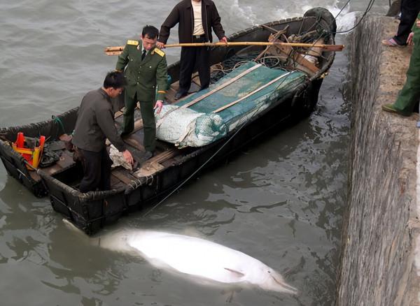 今天是國際珍稀動物保護日，快來認識一下這些小可愛