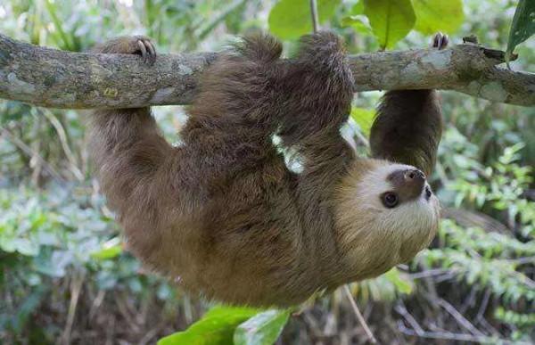 掛在樹上的萌萌寶 掛在樹上的萌萌寶