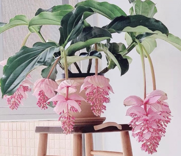 家裡5個地方不適合養花,放一盆死一盆,趕緊搬 家裡5個地方不適合養花,放一盆死一盆,趕緊搬