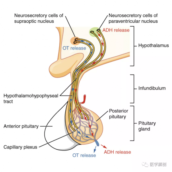 一起學習垂體解剖